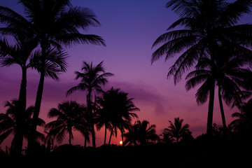 Fototapeta premium palmtrees silhouette on sunrise in tropic