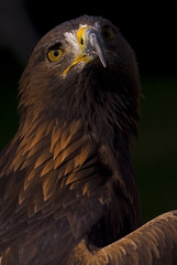 European Golden Eagle