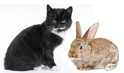 Kitten cat and rabbit bunny