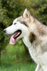 Alaskan Malamute