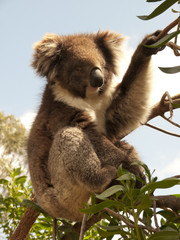 koala dans un arbre