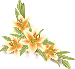 Fototapeta premium Lily flowers