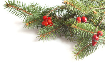 fir-tree branch and red berries of rose hips and viburnum