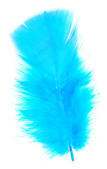 blue feather