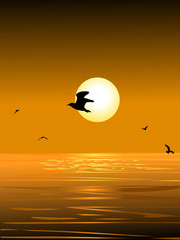 sea bird and sunset