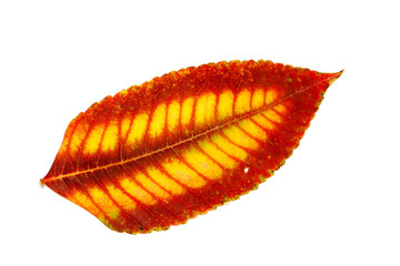leaves