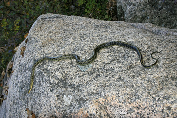 snake