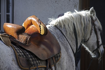 Selle et cheval Camargais