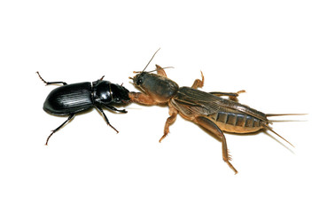 fighting insects