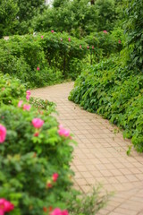 Path between flowers