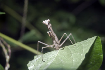 Praying mantis, Tokyo, Japan