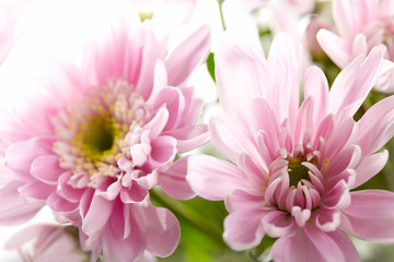 Pink chrysanthemum