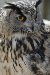 eagle owl portrait
