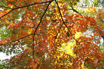 Autumn leaves background