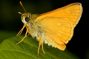 Schmetterling