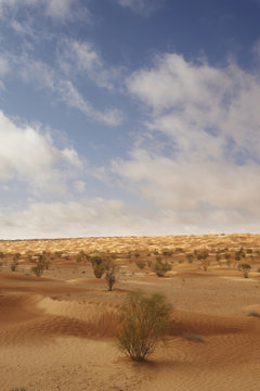 Sahara Tunisino
