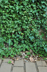 Ivy Growing on an Adobe Brick Wall