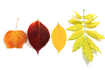 Autumn leaves set