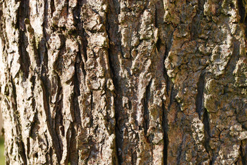 Bark texture