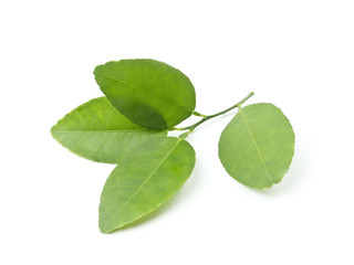 Obraz premium Lemon leaves on white background