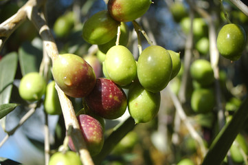 Olives vertes
