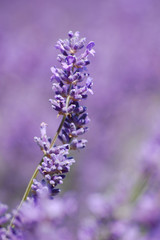 Single Lavender Stem