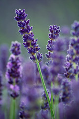 Lavender Stems