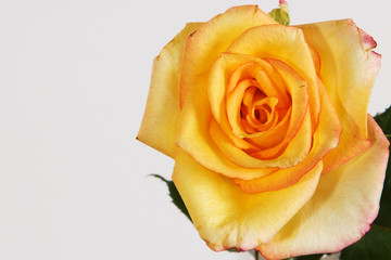 Yellow Rose flower closeup
