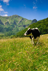 Vallée de chaudefour - Vache en liberté - 27617132