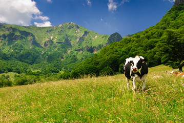 Vallée de chaudefour - Vaches en liberté - 27617147