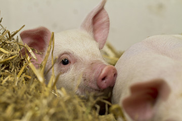 Pigs in barn IV