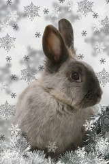 snowflake bunny