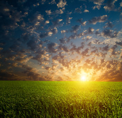 Obraz na płótnie Canvas green field and beautiful sunset.