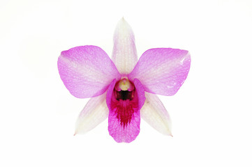 Fototapeta na wymiar Pink Orchid Flower Isolated On White Background