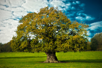 Tree and sky