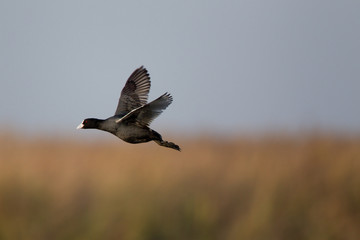Common Coot (Fulica atra)