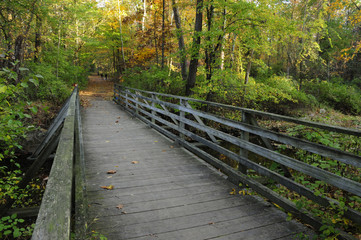 Fototapeta premium A foot bridge in the forest