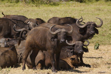 Obraz premium Buffalo grazing in Tanzania