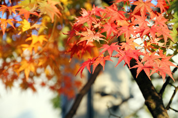 Japanese Maple