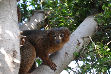 Lemur en el Biopark de Valencia, España.
