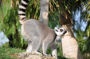 Lemur en el Biopark de valencia, España.