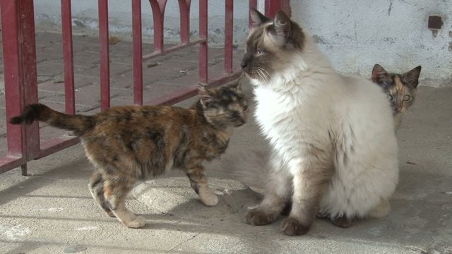 gattini