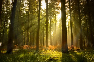 Gordijnen Prachtig bos © James Thew