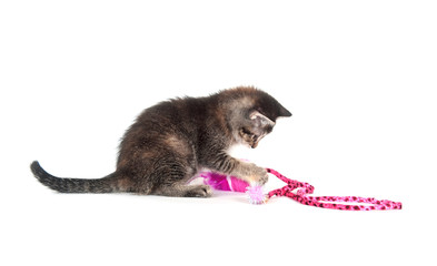 Cute tabby kitten with pink toy