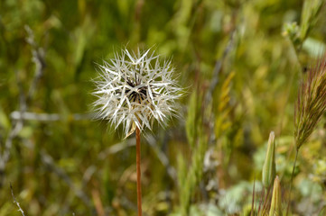 Weed Flower