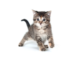 Tabby kitten swinging its paw