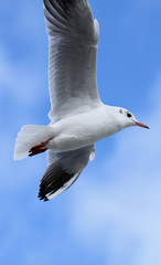 Möwe