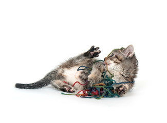 Cute tabby kitten playing with yarn