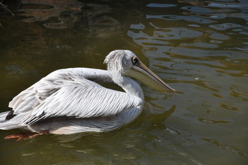 Pelícano en el Biopark de Valencia, España.