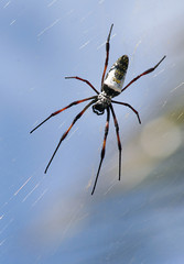 Nephila Spinne Madagaskar